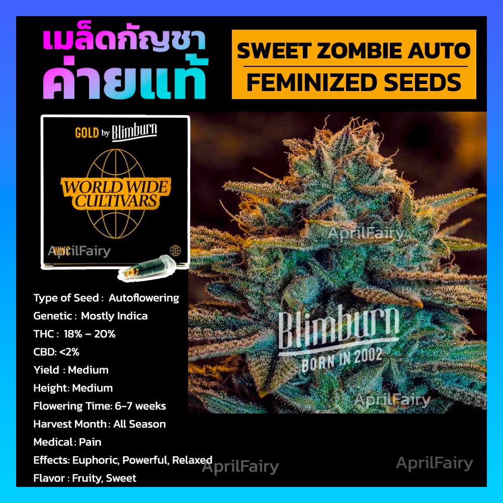 เมล็ดพันธุ์กัญชา นอก Sweet Zombie Auto FEMINIZED ออโต้ เพศเมีย ค่าย Blimburnseeds เมล็ดค่าย แบ่งขาย 