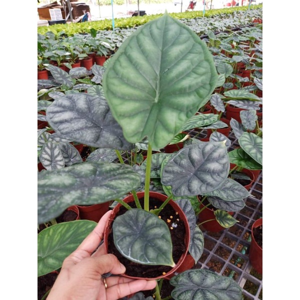 อโลคาเซีย ดราก้อน สเกล Alocasia Dragon Scale