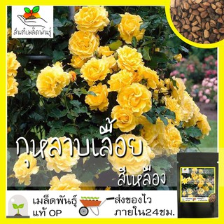 เมล็ดพันธุ์ กุหลาบเลื้อย กุหลาบ สีเหลือง 20 เมล็ด Yellow Rose Seed เมล็ดพันธุ์แท้ นำเข้าจากต่างประเทศ ปลูกผัก สวนครัว