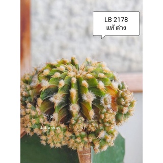 LB2178 spotted สีตองอ่อน ยิมโนด่าง แท้ ด่าง สวยๆ หน่อเด็ดสด cactus