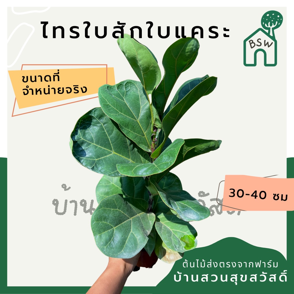 ไทรใบสักแคระ สูง 30-40 ซม. กระถาง 4 นิ้ว ต้นไม้ฟอกอากาศ ต้นไม้มินิมอล ราคาถูก Shopee Lazada