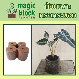 Magicblock ก.- 7.8 ก้อนเพาะมหัศจรรย์แบบกลม ขนาด กว้าง 7.5 x สูง 8 ซม.