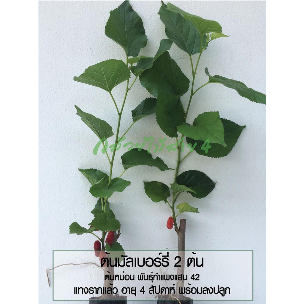ต้นมัลเบอร์รี่ 2 ต้น ต้นหม่อน พันธุ์กำแพงแสน 42 ในถุงชำ แทงรากแล้ว พร้อมลงปลูก  (สั่งไม่เกิน 8 ต้นต่อ 1 คำสั่งซื้อค่ะ)