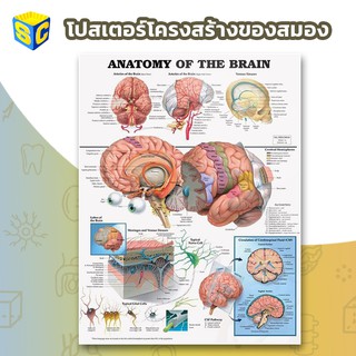 โปสเตอร์โครงสร้างของสมอง Brain Anatomy Poster