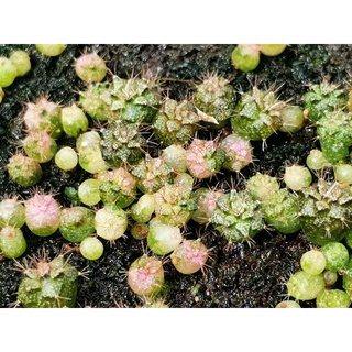 เมล็ดยิมโนด่างมิกซ์ เมล็ดละ 1 บาท mix Gymnocalycium​ seeds​ Cactus แคคตัส กระบองเพชร ไม้อวบน้ำ ราคาถูก​ เมล็ด ยิมโน