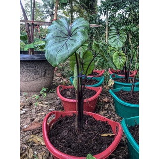 Colocasia pharaohs mask - โคโลคาเซียหน้ากากฟาโรห์ ต้นปลายไหล พร้อมไหล colocasai