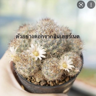 แมมเม็ดพริกหนามแดง (Mammillaria prolifera)