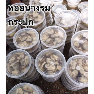 [ลูกค้าใหม่ 1 บาท] หอยอัดกระปุก แกะสดใหม่ทุกวัน3แพ็ค