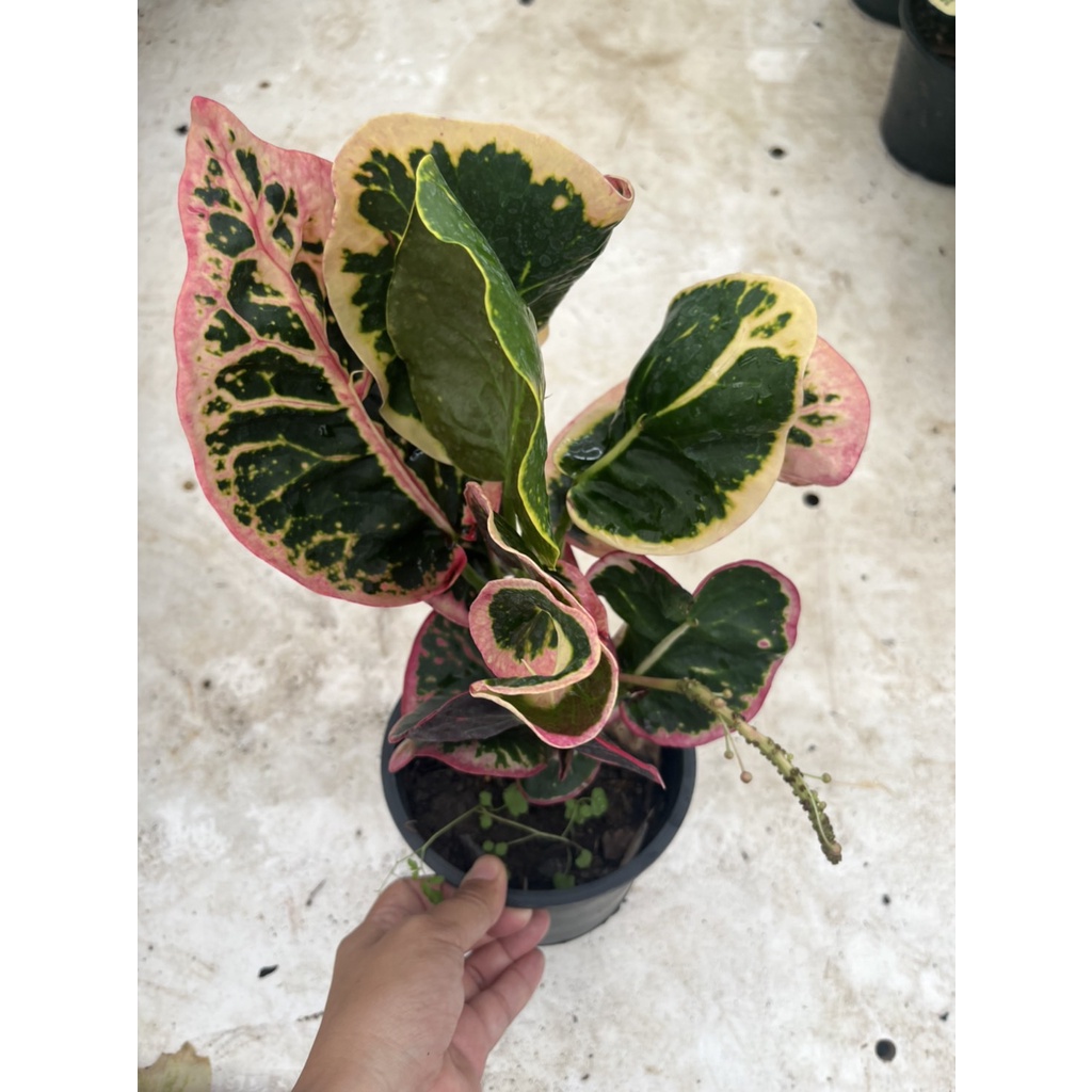 มุมมอง 4