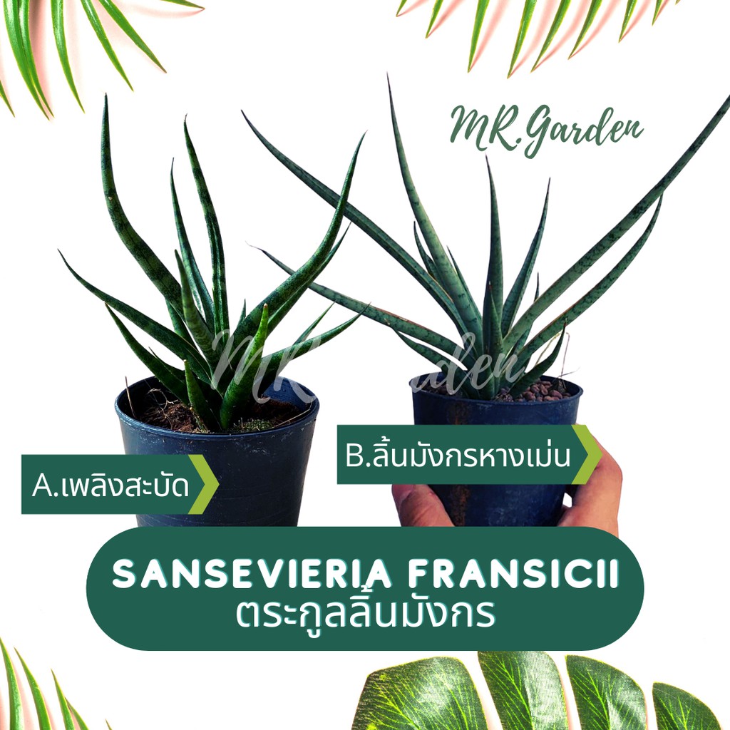 ต้นไม้ตระกูลลิ้นมังกร (Sansevieria Francisii) เพลิงสะบัด | ลิ้นมังกรหางเม่น