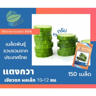 แตงกวา แม่แดง (Cucumber)