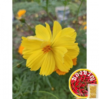 [Plantfilled] Cosmos Double Petal Flower Seeds | Garden | Approx. 10 Seeds内裤/鲜花/手链/生菜/儿童/花园/上衣/seeds/香菜/苹果/ EOJH