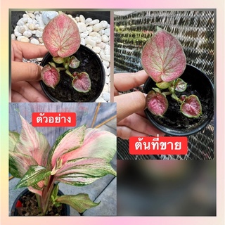 บอนสี ลูกไม้ตรีเพชร👍น้องเป็นบอนกาบ💥 ต้นนี้กัดชมพูพลาสเทลสวยมาก🍀