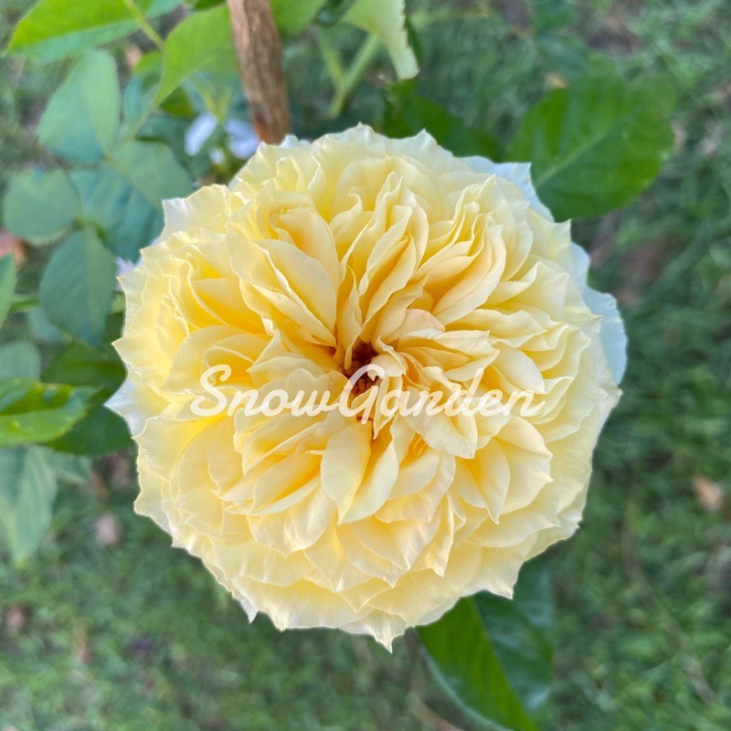 กุหลาบ jaya ดอกสีเหลืองใหญ่หอมหวาน ถุงใหญ่ (ส่งติดดอก)
