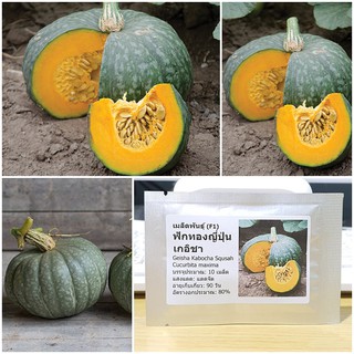 เมล็ดพันธุ์ ฟักทองญี่ปุ่น เกอิชา (Geisha Kabocha Squsah F1 Seed) บรรจุ 10 เมล็ด คุณภาพดี ของแท้ 100%