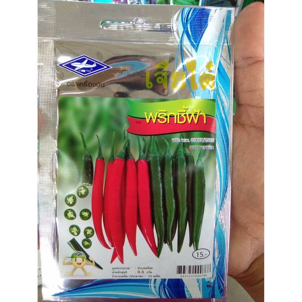 เมล็ดพันธุ์ พริกชีฟ้า hot pepper ดูแลน้อย ต้นแข็งแรง ปลูกง่าย น้ำหนักดี ผลผลิตสูง ทนโรค ผักสวนครัว