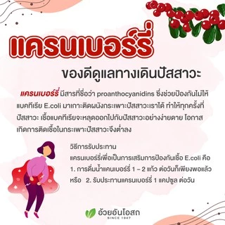 Herbal One Cranberry เฮอร์บัล วัน สารสกัดจากผลแครนเบอร์รี่ [60 แคปซูล]