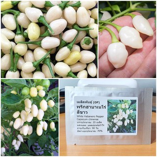 เมล็ดพันธุ์ พริกฮาบาเนโร่ สีขาว (White Habanero Pepper Seed) 20 เมล็ด คุณภาพดี ราคาถูก ของแท้ 100%