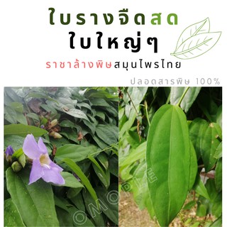 ใบรางจืดสดใบใหญ่ๆ 50 ใบ สมุนไพรไทยแท้