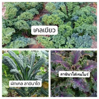 เมล็ดเคล 3 สายพันธุ์ ใน 1 ชุด ผักเคล (kale) เมล็ดผักยอดนิยม