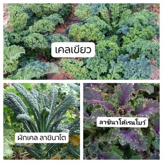 เมล็ดเคล 3 สายพันธุ์ ใน 1 ชุด ผักเคล (kale) เมล็ดผักยอดนิยม