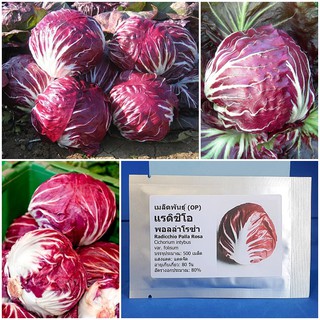 เมล็ดพันธุ์ แรดิชิโอ พอลล่าโรซ่า (Radicchio Palla Rosa Seed) บรรจุ 500 เมล็ด คุณภาพดี ราคาถูก ของแท้ 100%