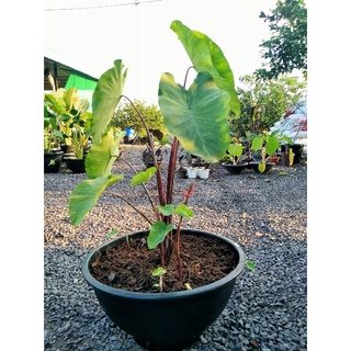 Colocasia lemon lime gecko