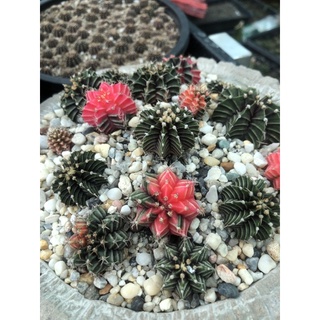 เมล็ดยิมโนด่าง 1ชุดมี50เมล็ด ชุดละ50บาท