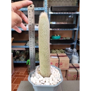 ใส่โค้ด BYJAME100 ลดทันที 10% [ถูกสุด] Cactus ไฟฉายเงิน กระบองเพชร แคคตัส