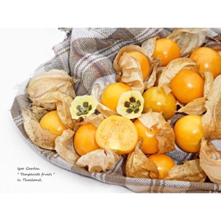 เมล็ด ☄️เคพกูสเบอรี่ (Cape Gooseberry) 🍃🍊 1ชุดละ 59฿ มี 100เมล็ด