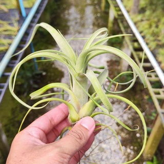 Tillandsia Curly Slim สับปะรดสี ทิลแลนเซีย