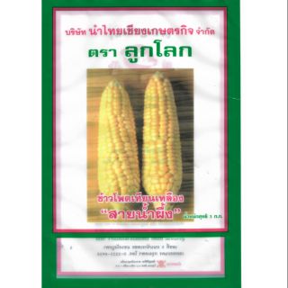 เมล็ดข้าวโพดเทียนเหลือง สายน้ำผึ้ง 1กก ลูกโลก