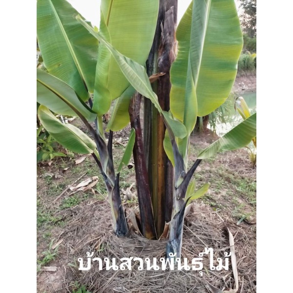 My Image 27