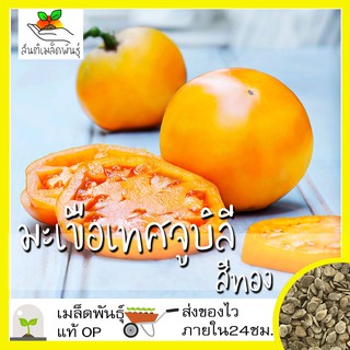 เมล็ดพันธุ์ มะเขือเทศจูบิลี สีทอง 30 เมล็ด Golden Jubilee Tomato Seed เมล็ดพันธุ์แท้ นำเข้าจากต่างประเทศ โตไว ปลูกง่าย