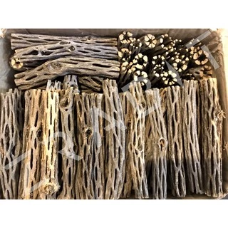 Cholla Wood 5inch ซื้อ 3 ชิ้น แถม 1 ชิ้น คัดพิเศษ ขอนไม้บ้านกุ้ง บ้านกุ้งแคระ กุ้งเรดบี