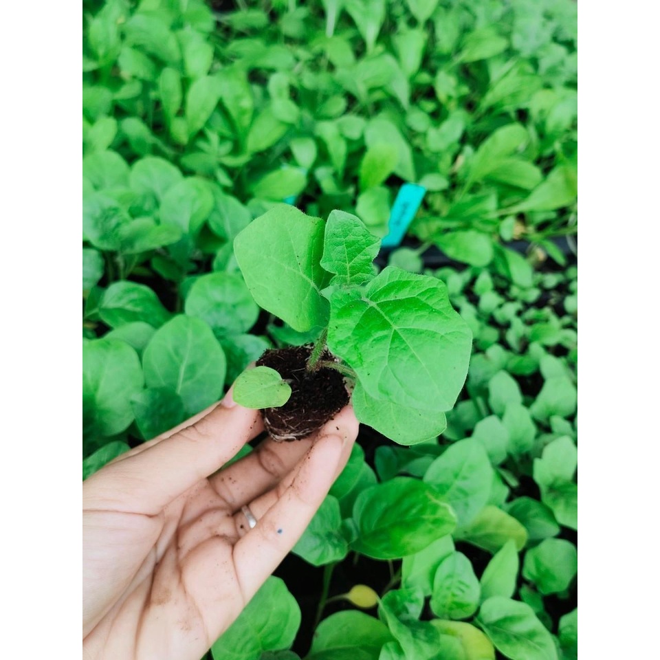 Plants 10 บาท ต้นกล้ามะแว้ง สมุนไพรพื้นบ้าน ผักจิ้มน้ำพริก มีประโยชน์ เป็นสมุนไพร  กล้าละ 10บาท ซื้อ 10แถม2 Home & Living