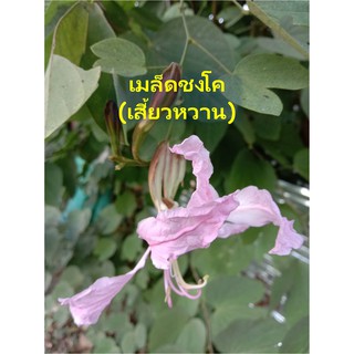 เมล็ดชงโค(เสี้ยวหวาน) 20บาท 25เมล็ด (ยอดทานได้ เป็นไม้ประดับได้)