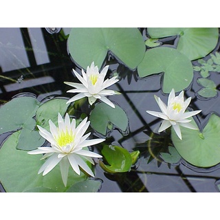 100 เมล็ด เมล็ดบัว สีขาว นำเข้า บัวนอก สายพันธุ์เมล็ดบัว Waterlily Nymphaea Seeds