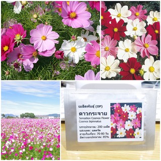 เมล็ดพันธุ์ ดาวกระจายเซนเซชั่น คละสี ดอกคอสมอส (Sensation Cosmos Flower Seed) บรรจุ 200 เมล็ด คุณภาพดี ของแท้ 100%