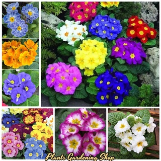 โปรโมชั่น เมล็ดพันธุ์ พริมโรส Mixed Color Primula Flower Seeds บรรจุ 100 เมล็ด ต้นไม้ประดับ พันธุ์ดอกไม้ ต้นดอกไม้สวยๆ