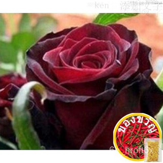 3x Packs True Blood Black Rose Flower Seeds- LOCAL READY STOCKS母婴/苹果/手链/文胸/花园/seeds/内裤/园艺/种子/裙子/ YE6S