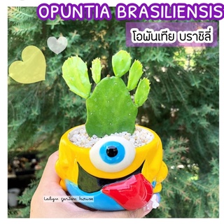 🍃💛โอพันเทีย บราชิลี่ opuntia brasiliensis 🌵💛 ชนิดใบบาง สีเขียวอ่อน แต่ยอดอ่อนเอง เป็นไม้ในร่ม แดดรำไร น้องใบบางน่ารัก🍃