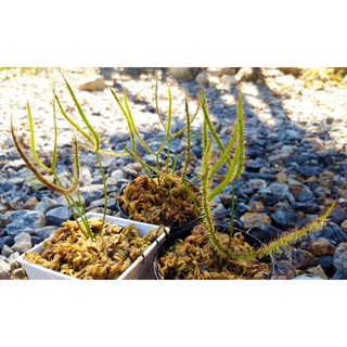 หยาดน้ำค้าง T-form #พืชกินแมลง Drosera binata (T-form)