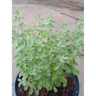 ต้นมาร์จอแรมSweet Marjoram  สมุนไพรกลิ่นหอมหวาน ที่มาพร้อมกับคุณประโยชน์มากมาย กลิ่นหอมมาก