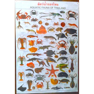 โปสเตอร์ สัตว์น้ำของไทย