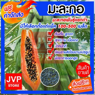 **ส่งฟรี**เมล็ดมะละกอพันธุ์แขกดำ มีให้เลือกตั้งแต่แพ็ค 100-500เมล็ด (Papaya seeds) สินค้าคุณภาพจจากJVP