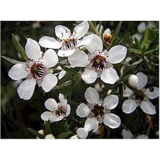 เมล็ดพันธุ์ มานูก้า สีขาว (ออสเตรเลีย)/Manuka Seeds White  (Australia) 100+เมล็ด