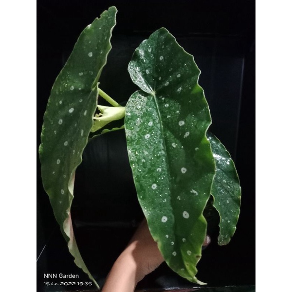 Begonia Maculata Hybrid (กระถาง4นิ้ว)