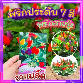 พริกประดับ 7 สี🌈 30 เมล็ด พริกสายรุ้ง ไม้ประดับ พริกประดับหลายสีสัน สวยงาม ลูกดก ปลูกง่าย