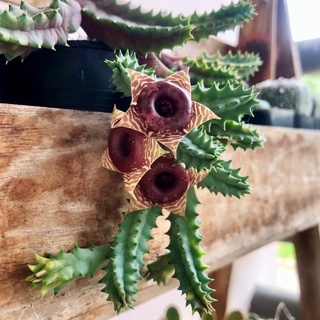 กิ่งเก๋งจีนด่าง Huernia zebrina f. variegata ดอกโดนัท 🌼🌵🌸